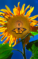 Sunflower with butterfly (wings spread).